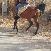 دو عدد اسب نریان و مادیان|اسب و تجهیزات اسبسواری|تیکمه داش, |دیوار