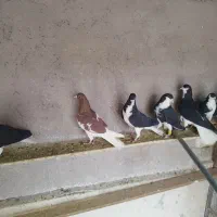 کبوتر خوش رنگ|پرنده|قزوین, |دیوار