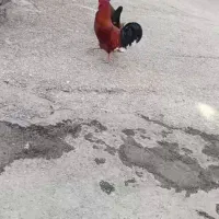 خروس و مرغ کردی محلی