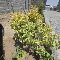 170متری-سند-دار-کارت-اب