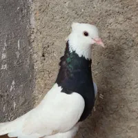 طوقی سیاه ماده تنظیم ۴۵۰