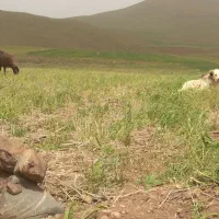 سگ ماده گلی