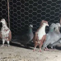 کبوتر نر میرجاوه