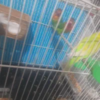 کوتوله و مرغ عشق|پرنده|مشهد, کارمندان دوم|دیوار