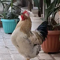 مرغ و خروس محلی|حیوانات مزرعه|تهران, قاسم‌آباد|دیوار