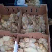 فروش جوجه یکروزه و چند روزه بوقلمون بیوتی۶|حیوانات مزرعه|بابل, |دیوار