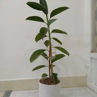 گل فیکوس درختی