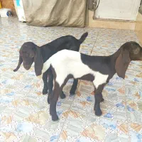 بزغاله ۲عدد نر