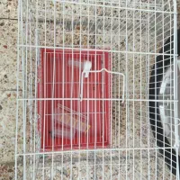 قفس|لوازم جانبی حیوانات|خرم‌آباد, |دیوار