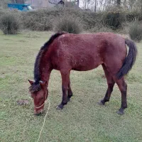 مادیان کره شکم پر