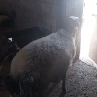 بره نر چاق|حیوانات مزرعه|بوئین و میاندشت, |دیوار