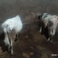 گوساله گاو|حیوانات مزرعه|اردبیل, |دیوار