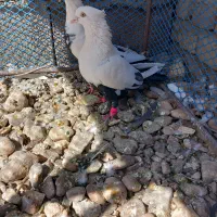 کفتر دم سیاه|پرنده|مروست, |دیوار