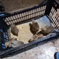 جوجه یک ماهه