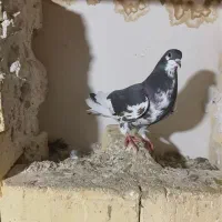 یال و چپ گلدار