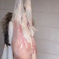 قصابی،گوشت(کهره،بره) قصاب درمحل خودم و شما