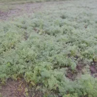 سبزی شوید