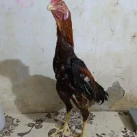 ۲ تا جوجه خروس لاری ۶ماه  آس