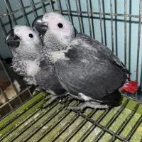 کاسکو
