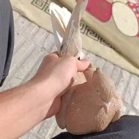 کبوتر دم سفید|پرنده|فسا, |دیوار