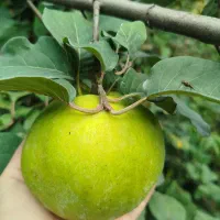 فروش انواع سیاه ریشه|گل و گیاه طبیعی|ارطه, |دیوار