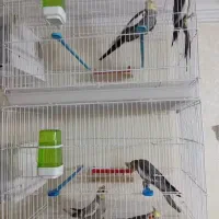 پرنده‌عروس‌هلندی‌مولد