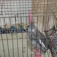 فنج وعروس لوتینو وعروس هلندی