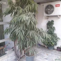 درختچه بنجامین آمستل|گل و گیاه طبیعی|مشهد, سجاد شهر|دیوار