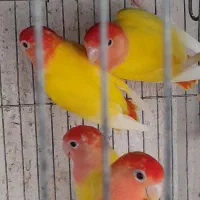 طوطی کوتوله برزیلی|پرنده|بندرعباس, |دیوار