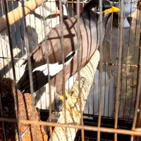 مرغ مینای زیبا