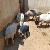تعدادی گوسفندداشتی|خوردنی و آشامیدنی|شیروان (خراسان), |دیوار