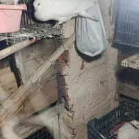 نروماده
