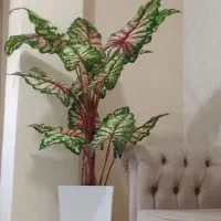 درختچه برگ پهن