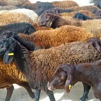 میش قزل افشار جوان ابستن وبره دار