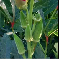 بامیه ریز شرطی