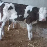 فروش۵راس گوساله سیمینتال ماده درجه۱ قطع شیر۱۲۰کیلو