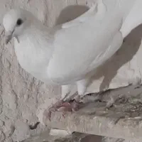 نروماده جفت پرشی