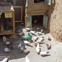 کبوتر|پرنده|کرمانشاه, |دیوار
