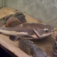 ماهی اکواریوم|ماهی|اهواز, زیتون کارمندی|دیوار