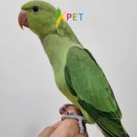 طوطی گم شده