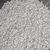 فروش لوبیا سفید اعلا|خوردنی و آشامیدنی|چادگان, |دیوار