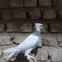 کفتر ماده طوقی طوق شازده ای|پرنده|شیراز, میانرود|دیوار