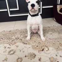 توله پیت بول پیتبول اصل