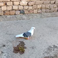 کبوتر شون سیاه