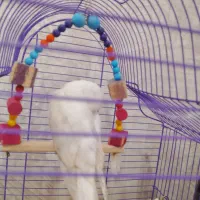 جوجه آلبینو|پرنده|خمین, |دیوار