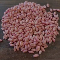 بذر گندم دیم رقم باران