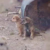 واگذار دوتا توله سگ نر سرابی اصل اصل|سگ|داراب, |دیوار