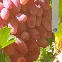 فروش قلمه ۵۰ تا۶۰سانت ازنمونه انگوربالا