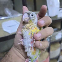 خرید و فروش گرینچیک|پرنده|نیشابور, فردوسی جنوبی|دیوار