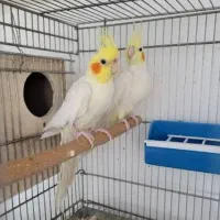 عروس هلندی لوتینو|پرنده|خرمآباد (تنکابن), |دیوار